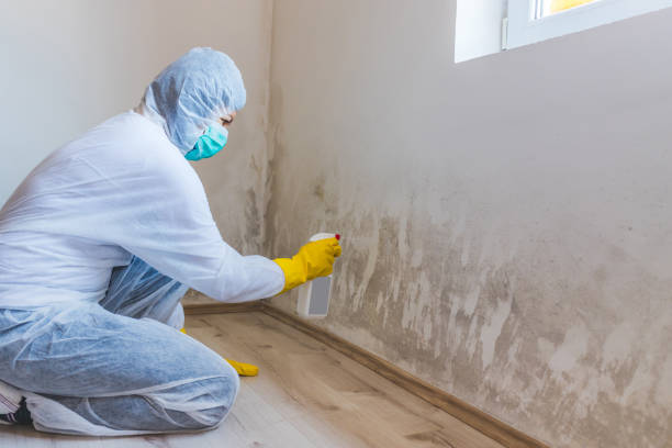 Licensed Mold Inspection service in Saint Cloud, FL - WQB Mold Removal